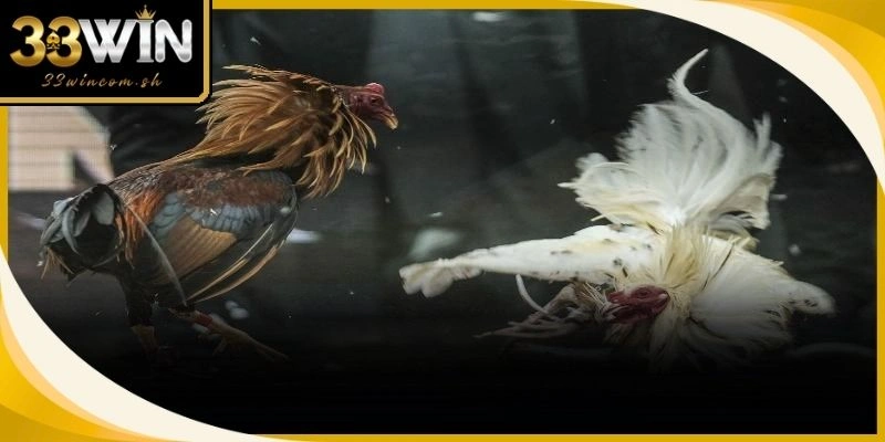 Chế độ phục hồi nhanh chóng giúp chiến kê lấy lại phong độ sau mỗi trận
